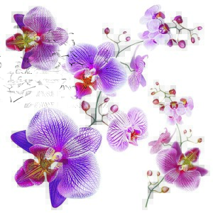 Naklejka Orchids, 30 x 30 cm