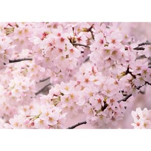 Fototapeta Sakura 180 x 127 cm, 1 część