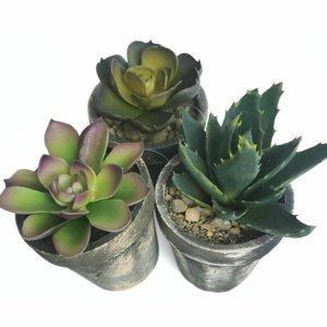 Sztuczna roślina doniczkowa Succulent, zestaw 3sztuk